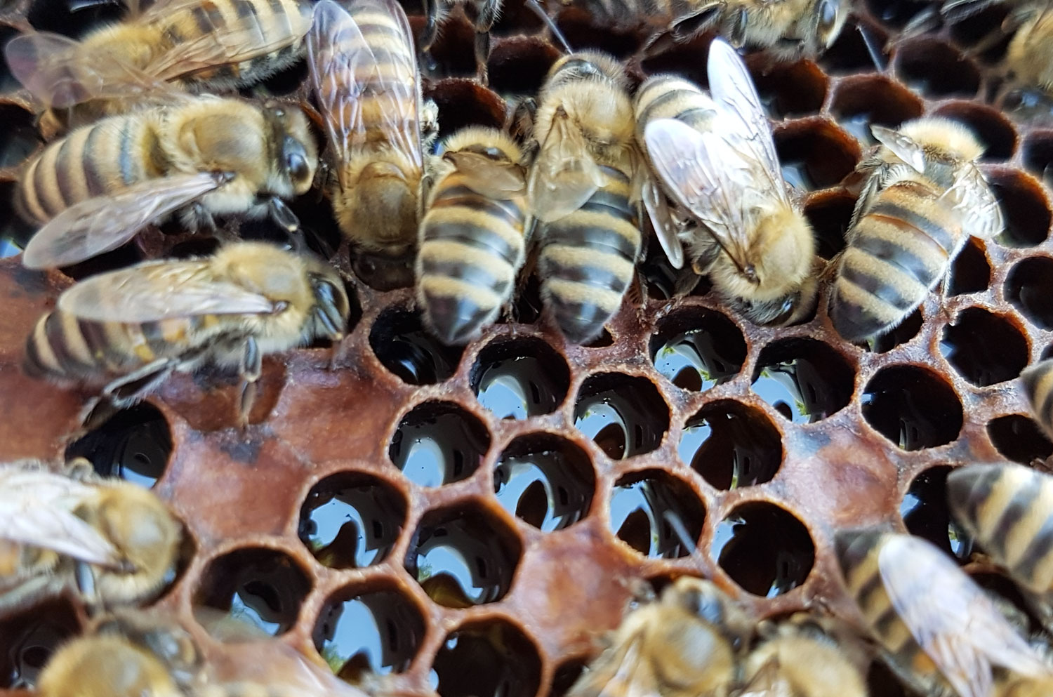 Mελισσοκομία Melefsis στο YouTube